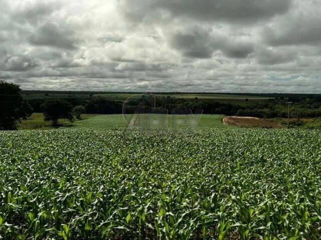 #4627 - Fazenda para Venda em Montes Claros - MG - 3