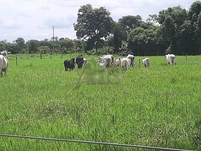 #4767 - Fazenda para Venda em Montes Claros - MG - 1