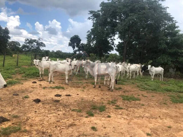 #4952 - Chácara para Venda em Montes Claros - MG - 3