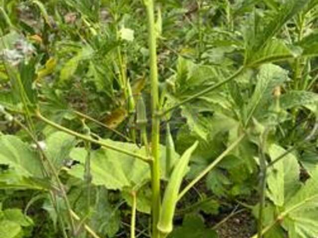 #5885 - IMÓVEIS RURAIS para Venda em Montes Claros - MG - 2