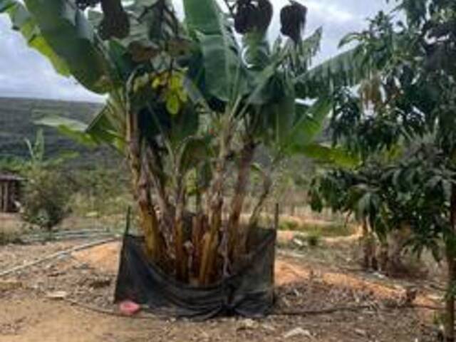 #5885 - IMÓVEIS RURAIS para Venda em Montes Claros - MG - 3