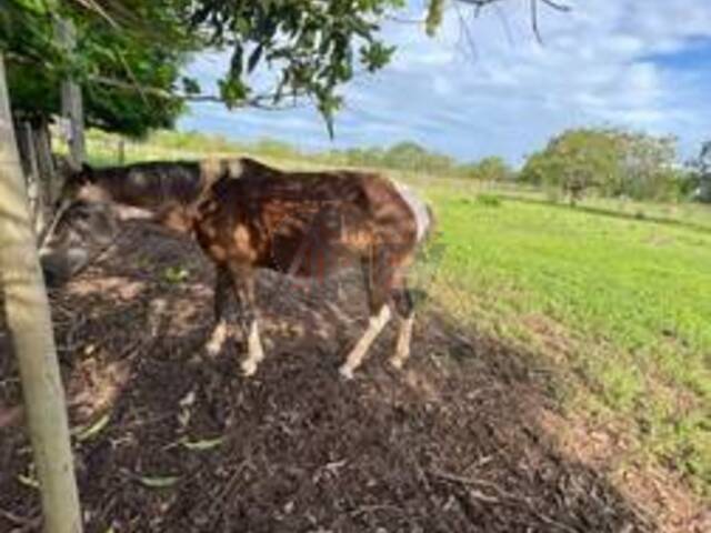 #6043 - IMÓVEIS RURAIS para Venda em Montes Claros - MG - 3