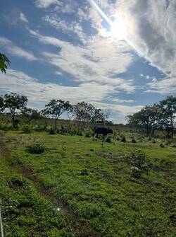 VENDO SÍTIO / FAZENDA – ENTRE UNAÍ E PARACATU – MG – PRÓXIMO A BRASÍLIA