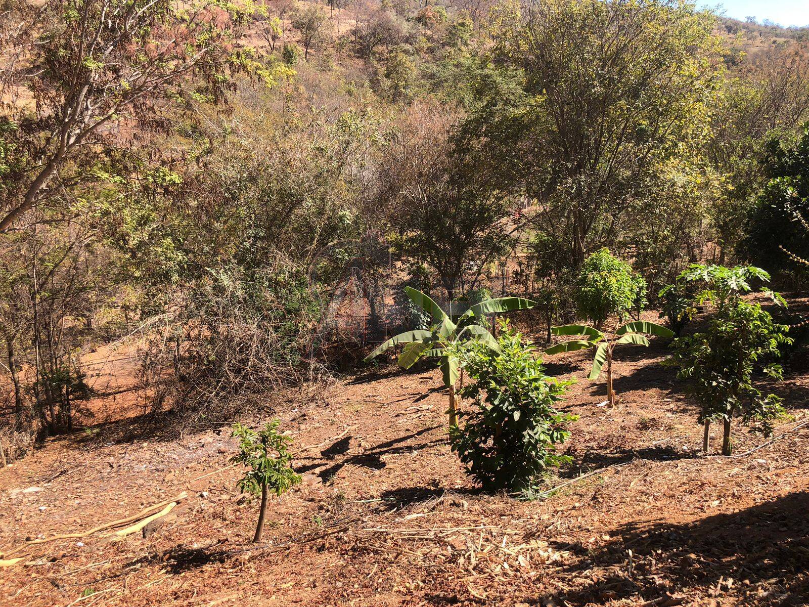 Chácara, 1 quarto, 2 hectares - Foto 16